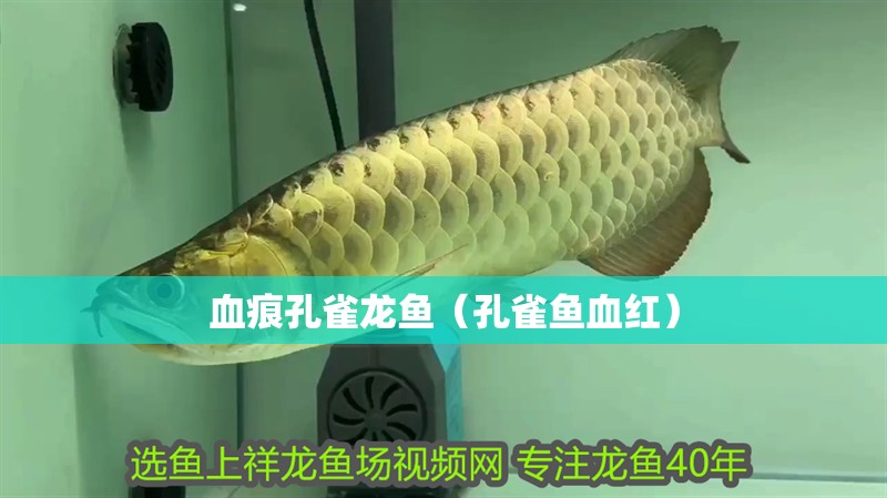 血痕孔雀龍魚（孔雀魚血紅）