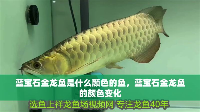 藍寶石金龍魚是什么顏色的魚，藍寶石金龍魚的顏色變化