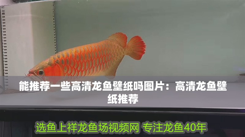 能推薦一些高清龍魚壁紙嗎圖片：高清龍魚壁紙推薦 能推薦一些高清龍魚壁紙嗎圖片：高清龍魚壁紙推薦 水族問答