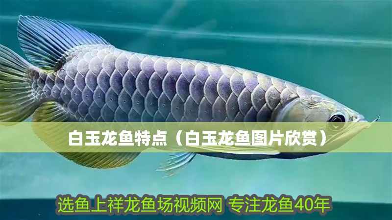 白玉龍魚特點（白玉龍魚圖片欣賞）