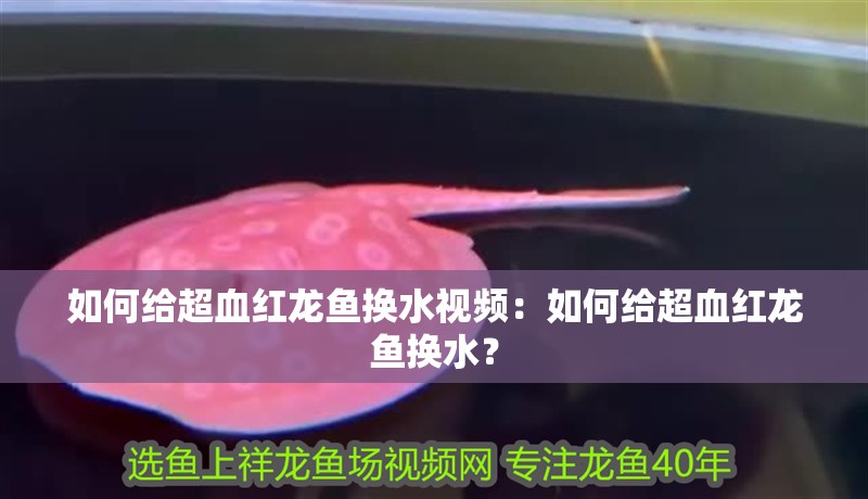 如何給超血紅龍魚換水視頻：如何給超血紅龍魚換水？