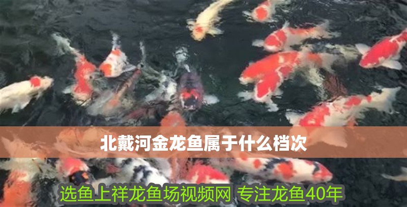 北戴河金龍魚屬于什么檔次 北戴河金龍魚屬于什么檔次 觀賞魚百科
