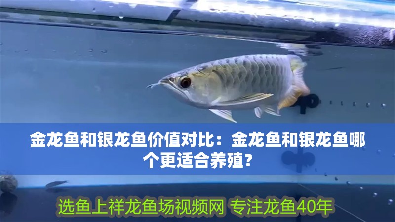 金龍魚和銀龍魚價值對比：金龍魚和銀龍魚哪個更適合養殖？