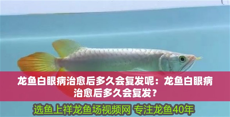 龍魚白眼病治愈后多久會復發呢：龍魚白眼病治愈后多久會復發？