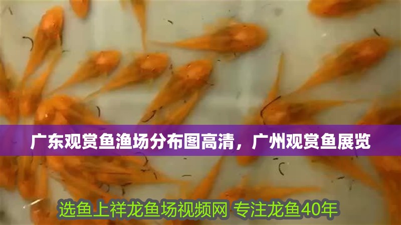 廣東觀賞魚漁場分布圖高清，廣州觀賞魚展覽