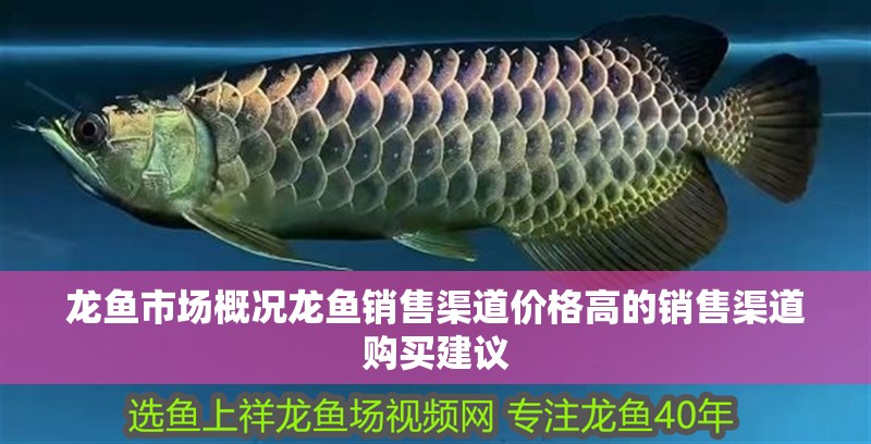龍魚市場概況龍魚銷售渠道價格高的銷售渠道購買建議