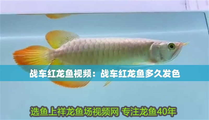 戰車紅龍魚視頻：戰車紅龍魚多久發色