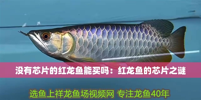 魚缸過濾器選購指南:自制魚缸過濾器魚缸上置過濾器對于養魚愛好者的必備知識 沒有芯片的紅龍魚能買嗎:紅龍魚的芯片之謎 水族問答 沒有芯片的紅龍魚能買嗎:紅龍魚的芯片之謎 沒有芯片的紅龍魚能買嗎:紅龍魚的芯片之謎 水族問答