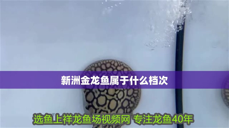 新洲金龍魚屬于什么檔次 新洲金龍魚屬于什么檔次 觀賞魚百科