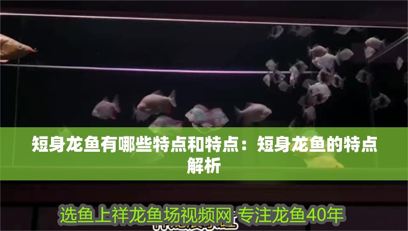 短身龍魚有哪些特點和特點：短身龍魚的特點解析