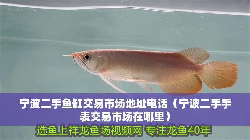 寧波二手魚缸交易市場地址電話（寧波二手手表交易市場在哪里）