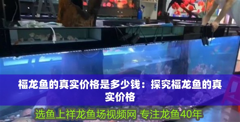 福龍魚的真實價格是多少錢：探究福龍魚的真實價格 福龍魚的真實價格是多少錢：探究福龍魚的真實價格 水族問答