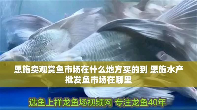 恩施賣觀賞魚市場在什么地方買的到 恩施水產批發魚市場在哪里