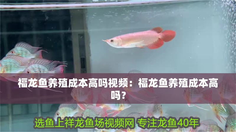 福龍魚養殖成本高嗎視頻：福龍魚養殖成本高嗎？