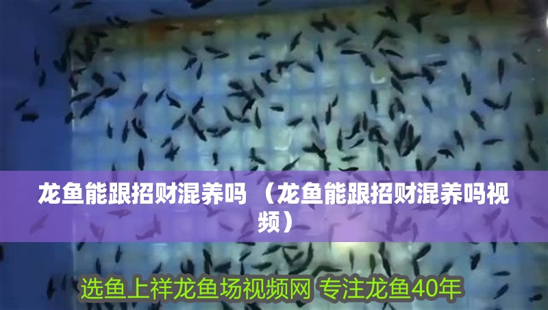 給大魚缸換水的作文:體驗給大魚缸換水的樂趣:體驗給大魚缸換水:給大魚缸換水的作文 龍魚能跟招財混養(yǎng)嗎 (龍魚能跟招財混養(yǎng)嗎視頻) 觀賞魚百科 龍魚能跟招財混養(yǎng)嗎 (龍魚能跟招財混養(yǎng)嗎視頻) 龍魚能跟招財混養(yǎng)嗎 (龍魚能跟招財混養(yǎng)嗎視頻) 觀賞魚百科