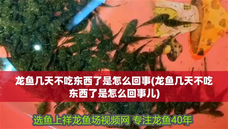 魚缸過(guò)濾器選購(gòu)指南:自制魚缸過(guò)濾器魚缸上置過(guò)濾器對(duì)于養(yǎng)魚愛(ài)好者的必備知識(shí) 龍魚幾天不吃東西了是怎么回事(龍魚幾天不吃東西了是怎么回事兒) 觀賞魚百科 龍魚幾天不吃東西了是怎么回事(龍魚幾天不吃東西了是怎么回事兒) 龍魚幾天不吃東西了是怎么回事(龍魚幾天不吃東西了是怎么回事兒) 觀賞魚百科
