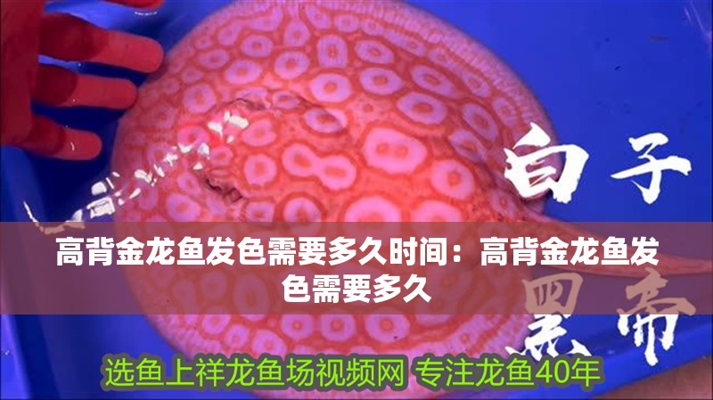 高背金龍魚發色需要多久時間：高背金龍魚發色需要多久