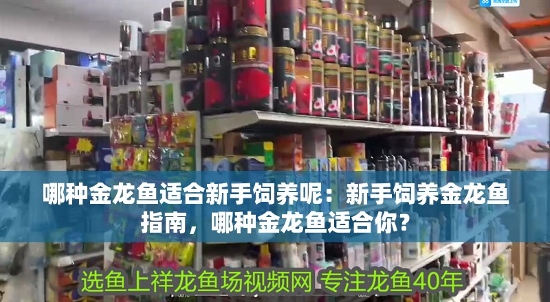 哪種金龍魚適合新手飼養呢：新手飼養金龍魚指南，哪種金龍魚適合你？ 哪種金龍魚適合新手飼養呢：新手飼養金龍魚指南，哪種金龍魚適合你？ 水族問答