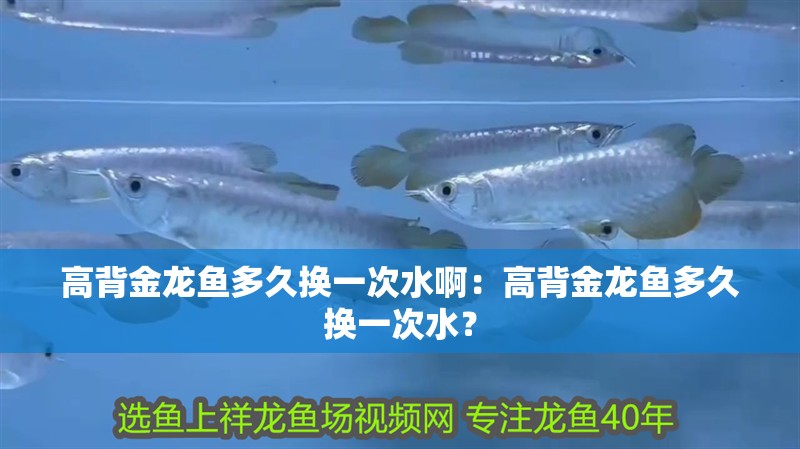 高背金龍魚多久換一次水?。焊弑辰瘕堲~多久換一次水？
