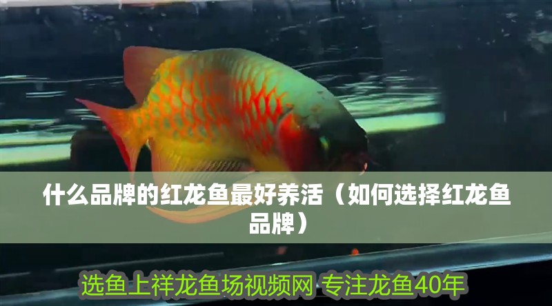 什么品牌的紅龍魚最好養活（如何選擇紅龍魚品牌）