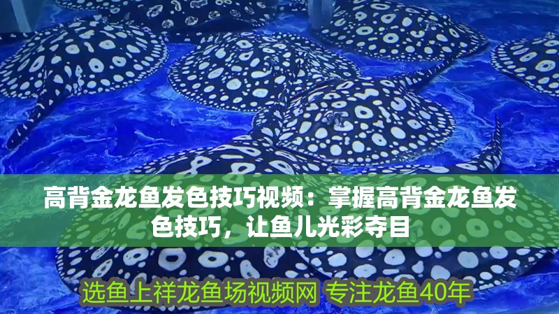 高背金龍魚發色技巧視頻：掌握高背金龍魚發色技巧，讓魚兒光彩奪目 高背金龍魚發色技巧視頻：掌握高背金龍魚發色技巧，讓魚兒光彩奪目 水族問答