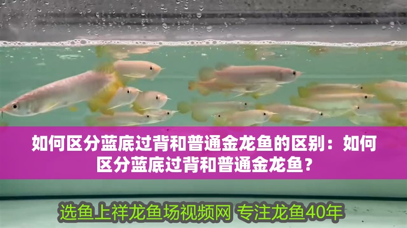 如何區分藍底過背和普通金龍魚的區別：如何區分藍底過背和普通金龍魚？ 如何區分藍底過背和普通金龍魚的區別：如何區分藍底過背和普通金龍魚？ 水族問答
