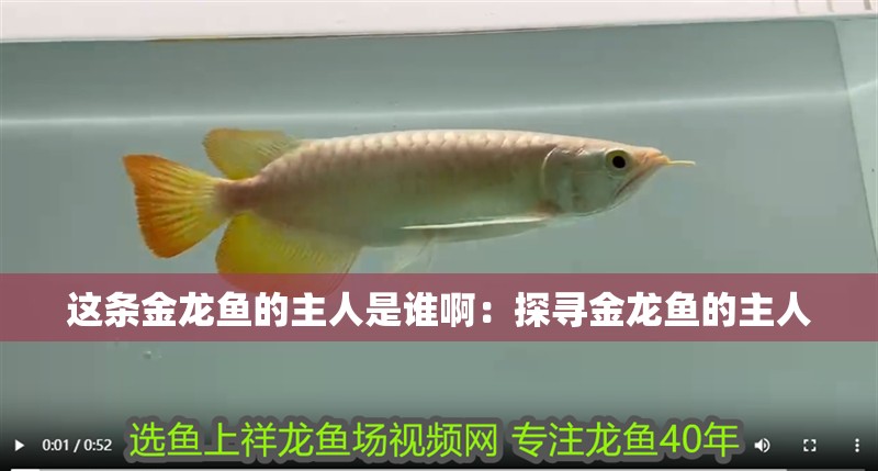 這條金龍魚的主人是誰啊：探尋金龍魚的主人