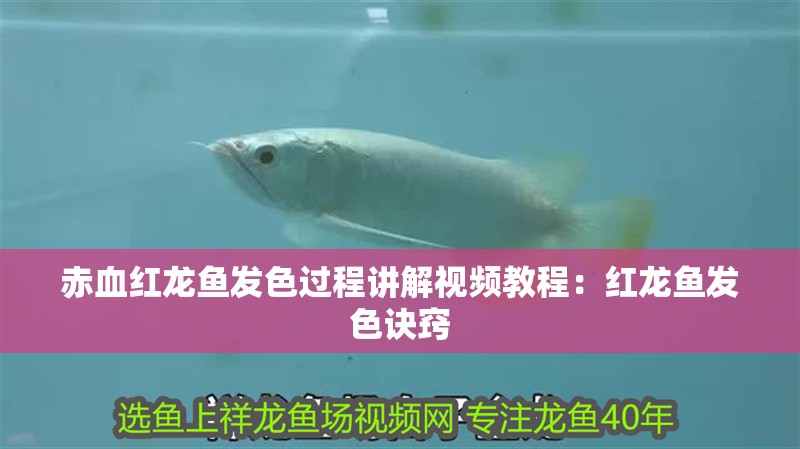 赤血紅龍魚發色過程講解視頻教程：紅龍魚發色訣竅 赤血紅龍魚發色過程講解視頻教程：紅龍魚發色訣竅 觀賞魚百科