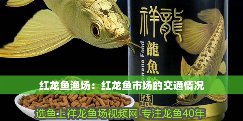 紅龍魚漁場：紅龍魚市場的交通情況