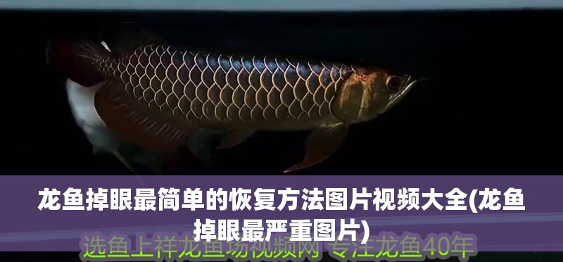 龍魚掉眼最簡單的恢復方法圖片視頻大全(龍魚掉眼最嚴重圖片)