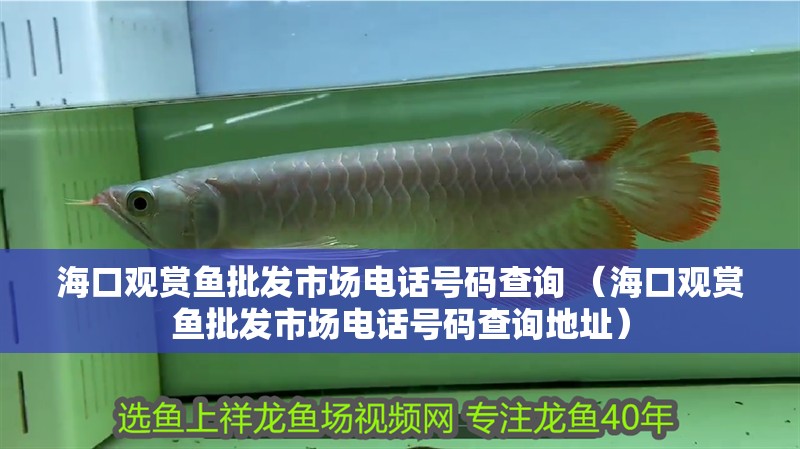 海口觀賞魚批發(fā)市場電話號碼查詢 （海口觀賞魚批發(fā)市場電話號碼查詢地址）