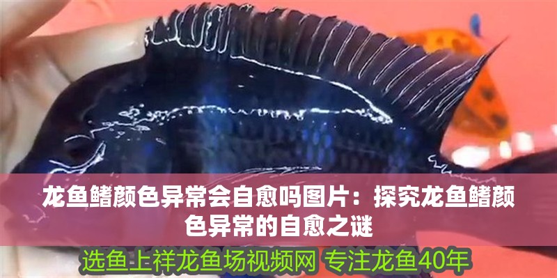 龍魚鰭顏色異常會自愈嗎圖片：探究龍魚鰭顏色異常的自愈之謎