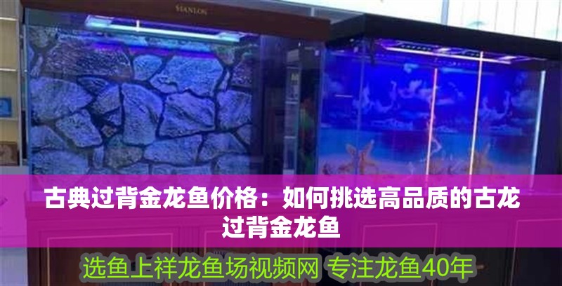 古典過背金龍魚價格：如何挑選高品質的古龍過背金龍魚