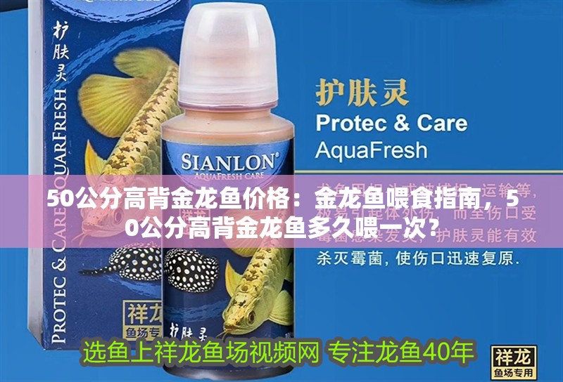 50公分高背金龍魚價格：金龍魚喂食指南，50公分高背金龍魚多久喂一次？
