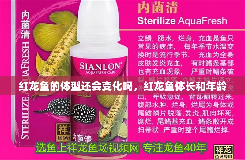 紅龍魚的體型還會變化嗎，紅龍魚體長和年齡