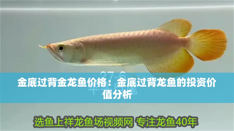 金底過背金龍魚價格：金底過背龍魚的投資價值分析 金底過背金龍魚價格：金底過背龍魚的投資價值分析 水族問答