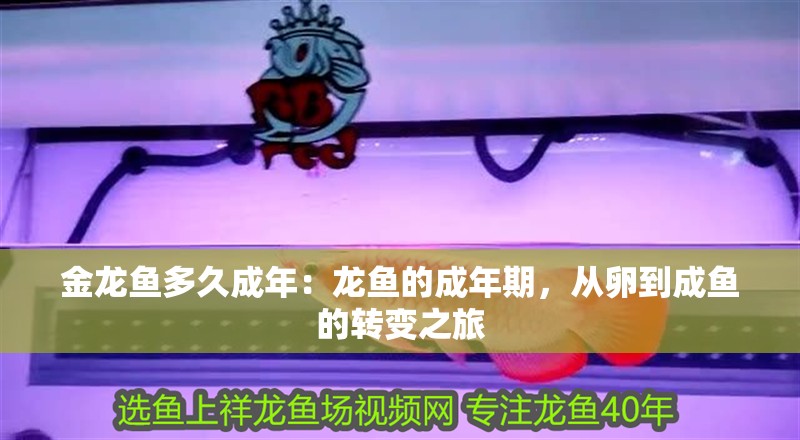 金龍魚多久成年：龍魚的成年期，從卵到成魚的轉變之旅 金龍魚多久成年：龍魚的成年期，從卵到成魚的轉變之旅 水族問答