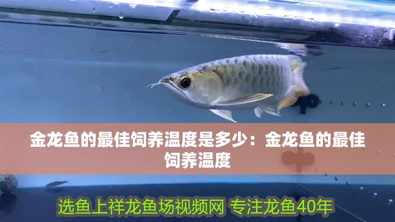 金龍魚的最佳飼養溫度是多少：金龍魚的最佳飼養溫度 金龍魚的最佳飼養溫度是多少：金龍魚的最佳飼養溫度 水族問答