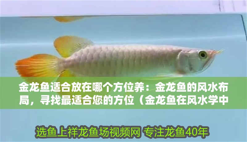 金龍魚適合放在哪個(gè)方位養(yǎng)：金龍魚的風(fēng)水布局，尋找最適合您的方位（金龍魚在風(fēng)水學(xué)中的應(yīng)用）