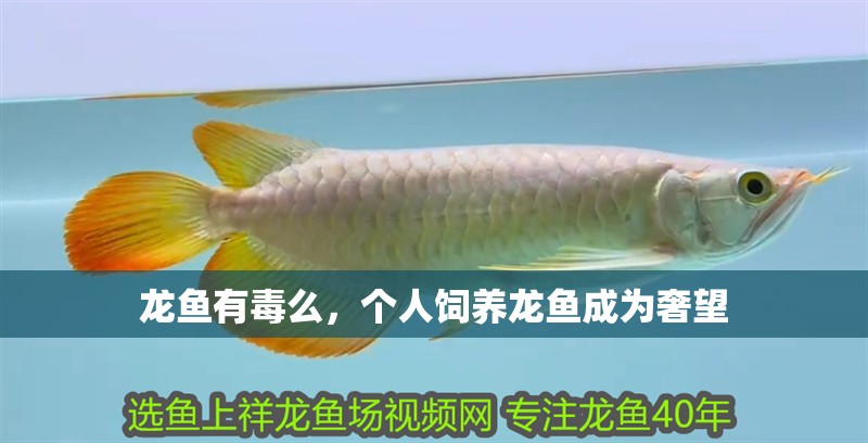 龍魚有毒么，個人飼養龍魚成為奢望 龍魚有毒么，個人飼養龍魚成為奢望 觀賞魚百科
