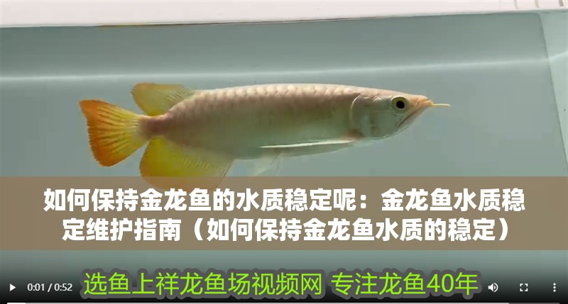 如何保持金龍魚的水質穩定呢：金龍魚水質穩定維護指南（如何保持金龍魚水質的穩定）