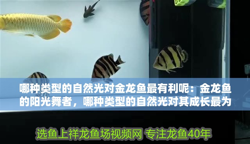 哪種類(lèi)型的自然光對(duì)金龍魚(yú)最有利呢：金龍魚(yú)的陽(yáng)光舞者，哪種類(lèi)型的自然光對(duì)其成長(zhǎng)最為有利？