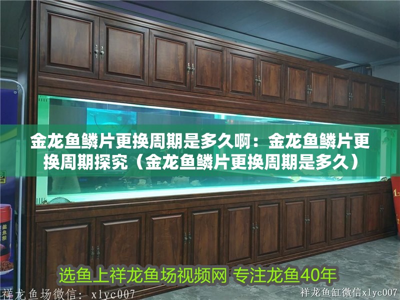 金龍魚鱗片更換周期是多久啊：金龍魚鱗片更換周期探究（金龍魚鱗片更換周期是多久）