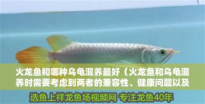 火龍魚和哪種烏龜混養最好（火龍魚和烏龜混養時需要考慮到兩者的兼容性、健康問題以及飼養管理）