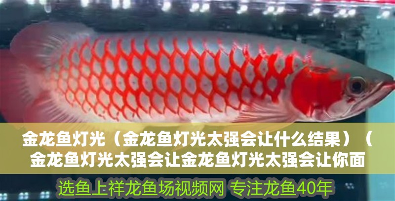 金龍魚燈光（金龍魚燈光太強會讓什么結果）（金龍魚燈光太強會讓金龍魚燈光太強會讓你面臨的問題） 金龍魚燈光（金龍魚燈光太強會讓什么結果）（金龍魚燈光太強會讓金龍魚燈光太強會讓你面臨的問題） 觀賞魚百科