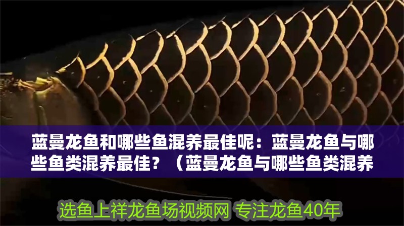 鸚鵡魚和銀龍魚混養怎樣喂食 藍曼龍魚和哪些魚混養最佳呢:藍曼龍魚與哪些魚類混養最佳?(藍曼龍魚與哪些魚類混養) 水族問答 藍曼龍魚和哪些魚混養最佳呢:藍曼龍魚與哪些魚類混養最佳?(藍曼龍魚與哪些魚類混養) 藍曼龍魚和哪些魚混養最佳呢:藍曼龍魚與哪些魚類混養最佳?(藍曼龍魚與哪些魚類混養) 水族問答