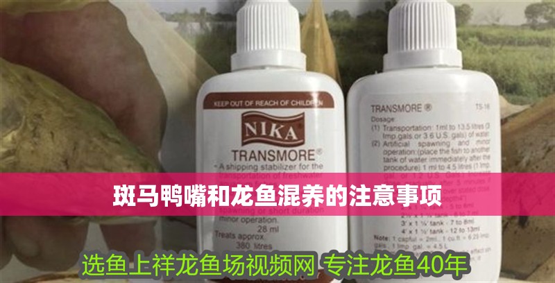 斑馬鴨嘴和龍魚混養的注意事項