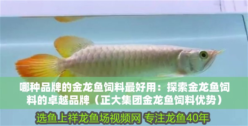 哪種品牌的金龍魚飼料最好用：探索金龍魚飼料的卓越品牌（正大集團金龍魚飼料優(yōu)勢）
