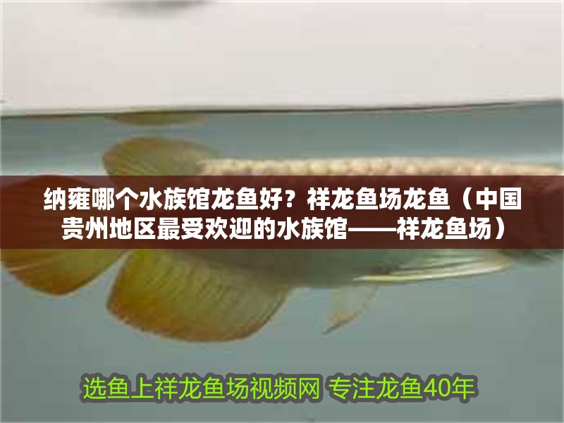 納雍哪個水族館龍魚好？祥龍魚場龍魚（中國貴州地區最受歡迎的水族館——祥龍魚場）