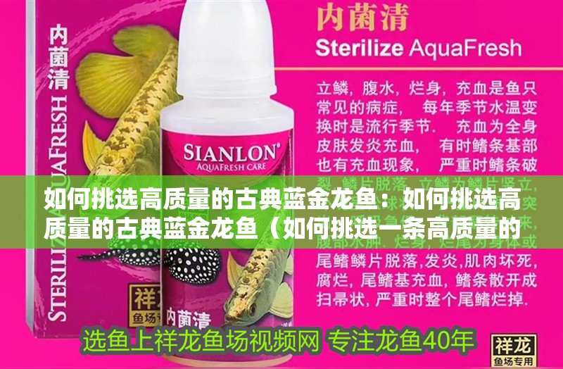 如何挑選高質(zhì)量的古典藍(lán)金龍魚(yú)：如何挑選高質(zhì)量的古典藍(lán)金龍魚(yú)（如何挑選一條高質(zhì)量的古典藍(lán)金龍魚(yú)）